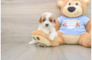 Sweet Toy Poodle Purebred Puppy