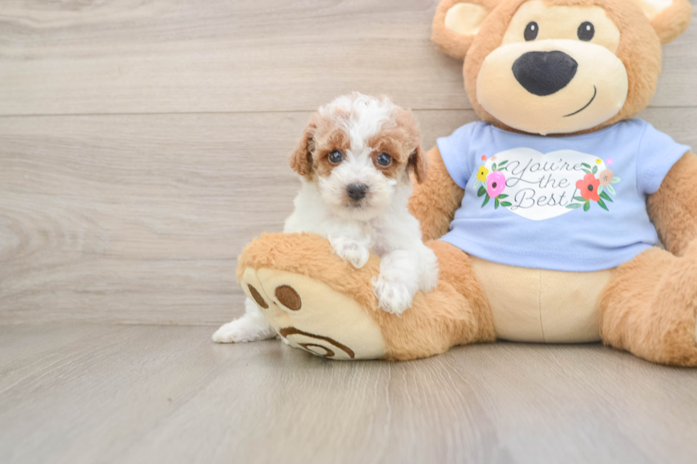 Sweet Toy Poodle Purebred Puppy