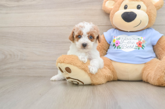 Sweet Toy Poodle Purebred Puppy