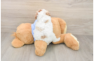 Poodle Puppy for Adoption
