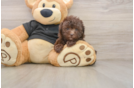 Poodle Pup Being Cute