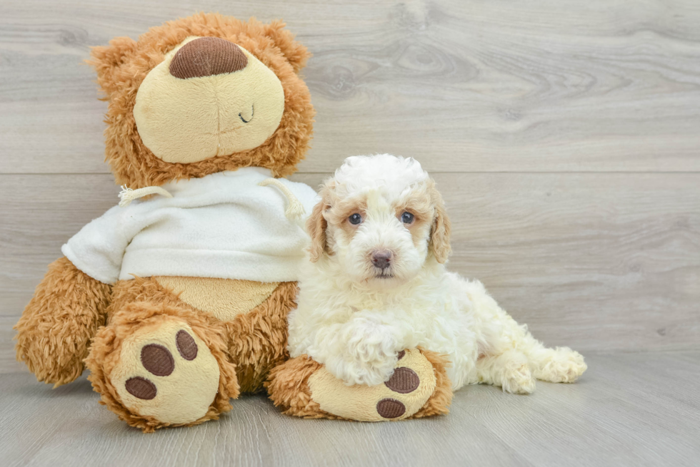 Poodle Puppy for Adoption