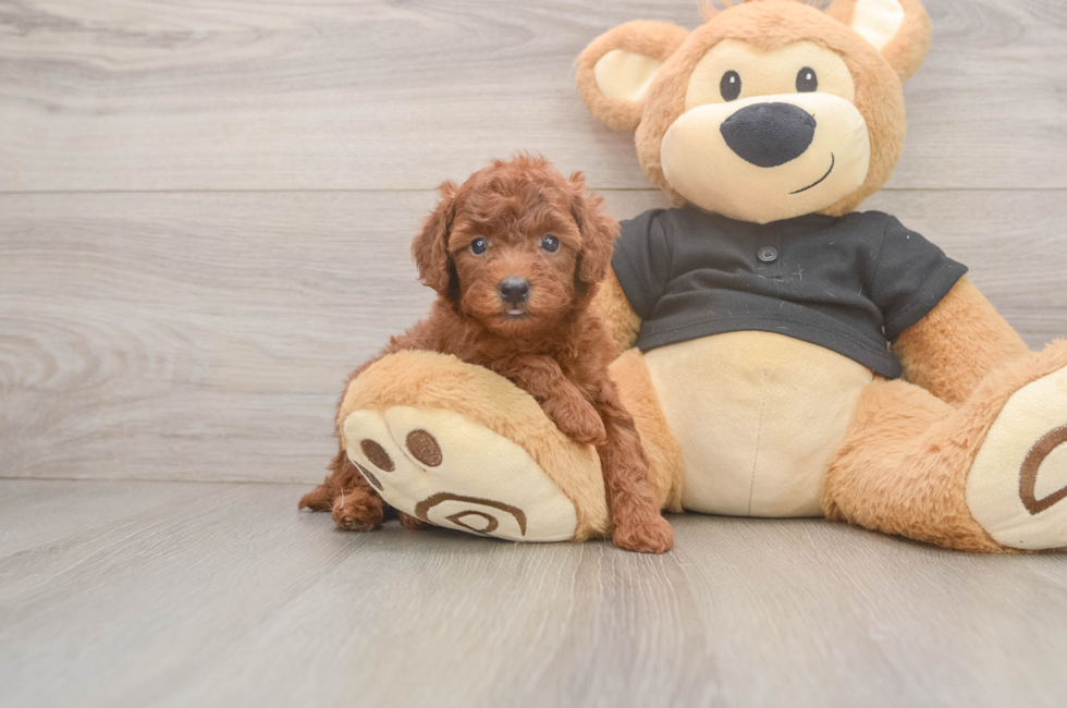 5 week old Poodle Puppy For Sale - Puppy Love PR