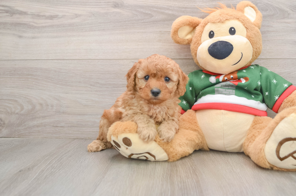 5 week old Poodle Puppy For Sale - Puppy Love PR