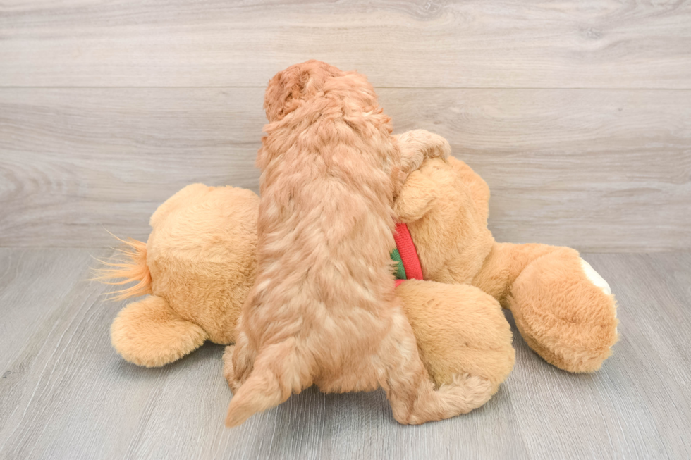 Popular Poodle Purebred Pup