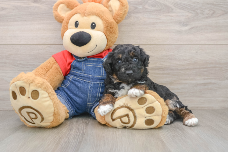 Friendly Poodle Purebred Pup