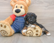 7 week old Poodle Puppy For Sale - Puppy Love PR