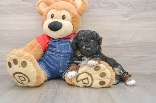 Friendly Poodle Purebred Pup