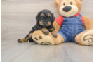 Fluffy Pooodle Purebred Puppy