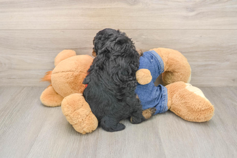 Poodle Pup Being Cute