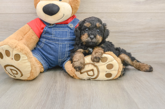 Popular Poodle Baby