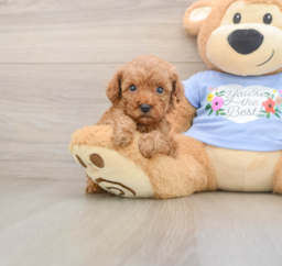 6 week old Poodle Puppy For Sale - Puppy Love PR