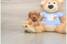 Poodle Pup Being Cute