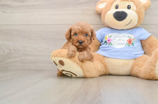 Poodle Pup Being Cute