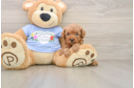Playful Poodle Baby