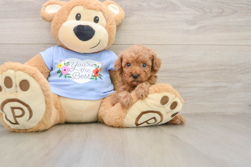 Playful Poodle Baby