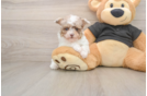 Best Poodle Baby