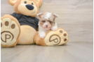 Little Poodle Baby