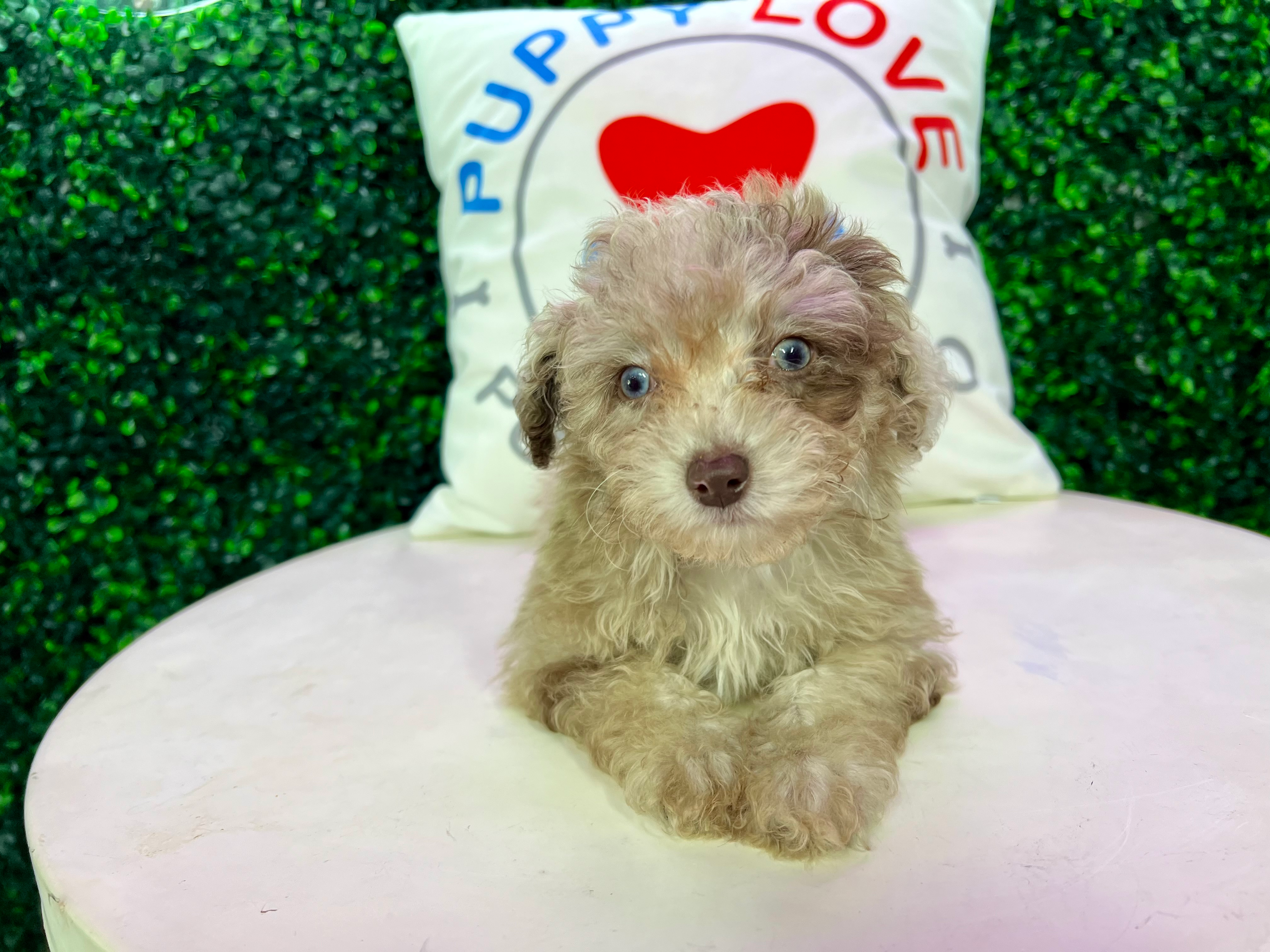 Cute Poodle Purebred Pup