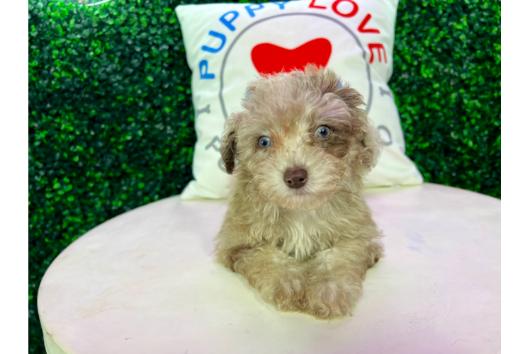 Meet Ravonna - our Poodle Puppy Photo 1/4 - Puppy Love PR Cute Poodle Purebred Pup