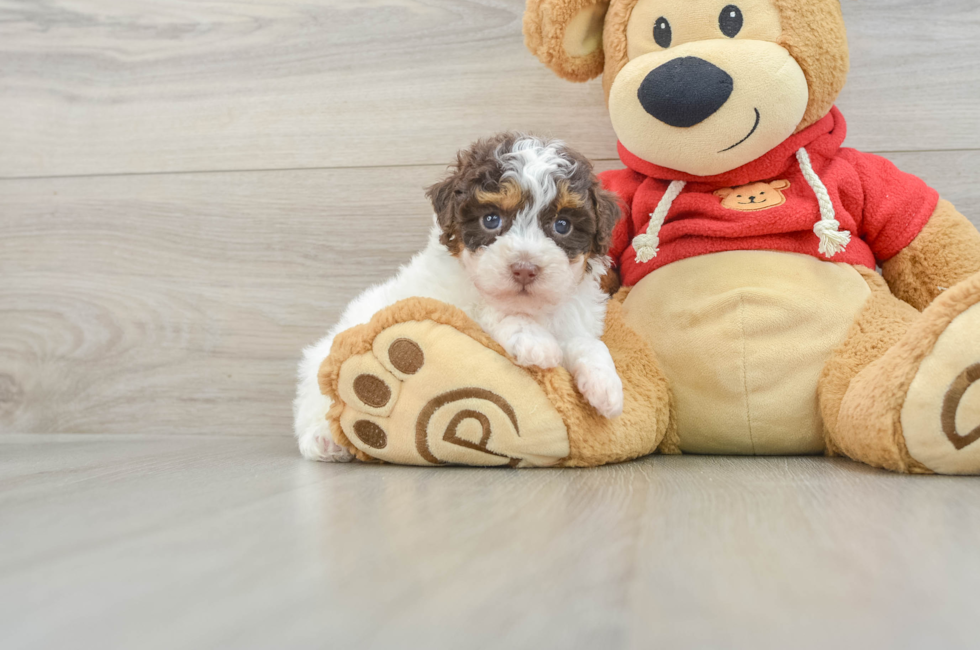 6 week old Poodle Puppy For Sale - Puppy Love PR