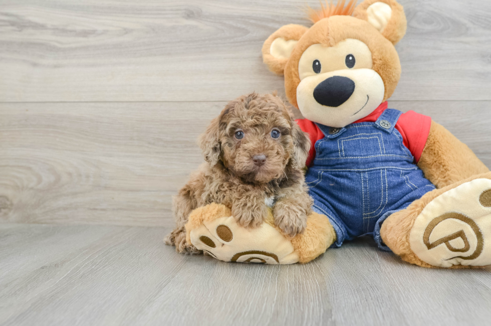 6 week old Poodle Puppy For Sale - Puppy Love PR