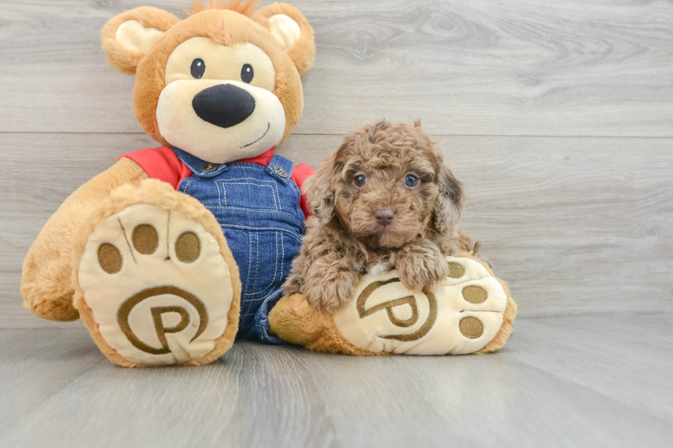 Friendly Poodle Purebred Pup