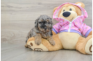 Sweet Pooodle Purebred Puppy