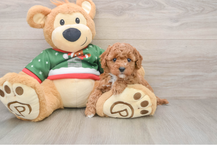 Poodle Pup Being Cute