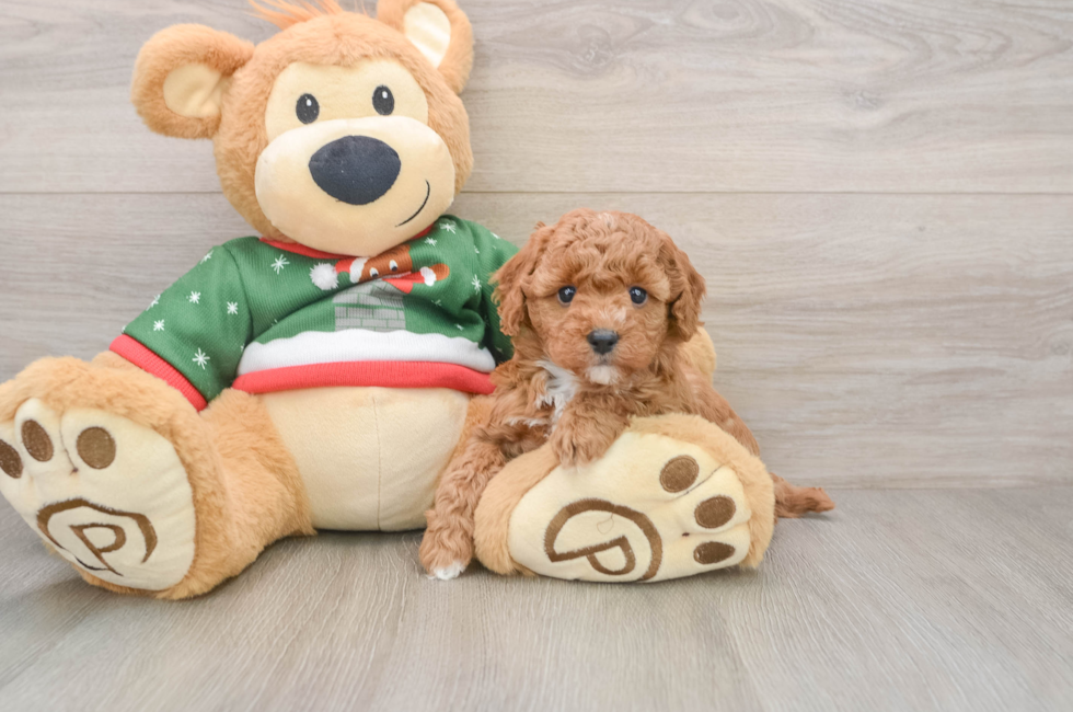 5 week old Poodle Puppy For Sale - Puppy Love PR