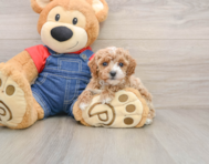 6 week old Poodle Puppy For Sale - Puppy Love PR