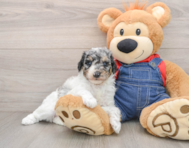 7 week old Poodle Puppy For Sale - Puppy Love PR