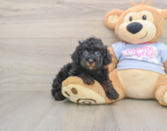 6 week old Poodle Puppy For Sale - Puppy Love PR