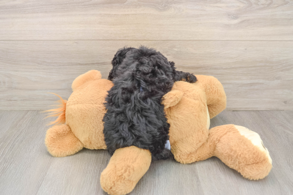 Akc Registered Poodle Purebred Pup