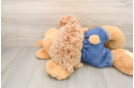 Best Poodle Baby