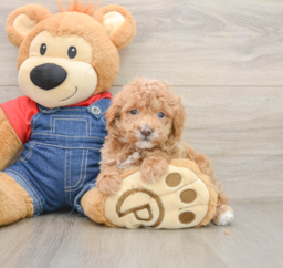 6 week old Poodle Puppy For Sale - Puppy Love PR