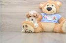 Petite Pudel Purebred Puppy