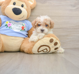7 week old Poodle Puppy For Sale - Puppy Love PR