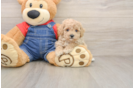 Little Poodle Baby