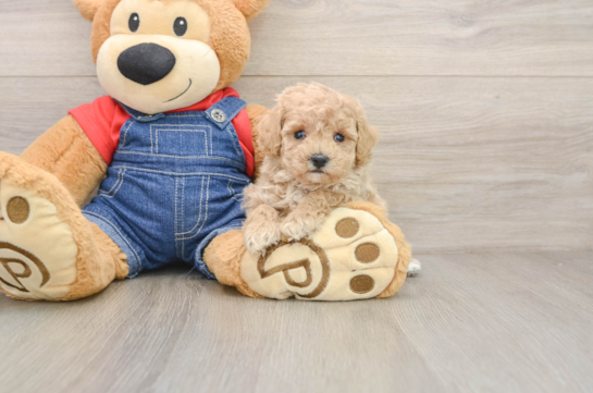 Little Poodle Baby