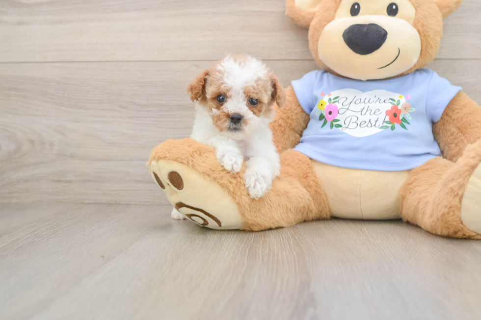 Best Poodle Baby