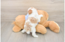 Poodle Pup Being Cute