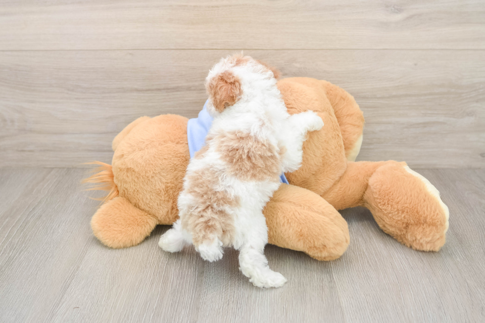 Poodle Pup Being Cute