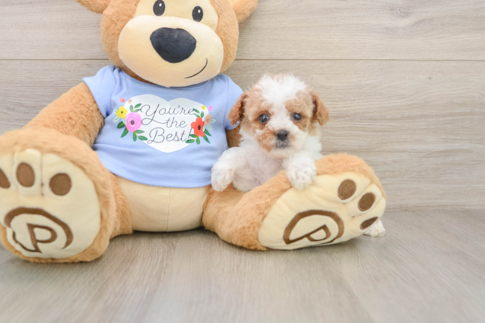 Playful Poodle Baby