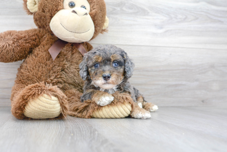 Meet Richie - our Poodle Puppy Photo 1/3 - Puppy Love PR Cute Pudle Purebred Puppy