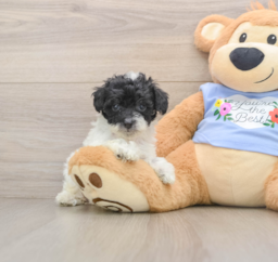 7 week old Poodle Puppy For Sale - Puppy Love PR