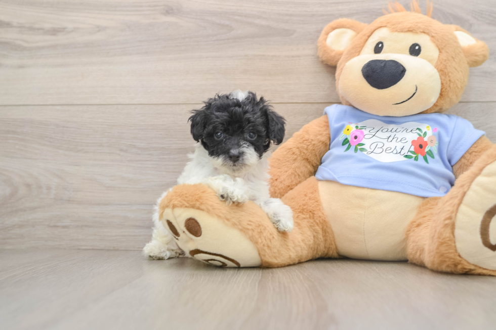 Playful Poodle Baby