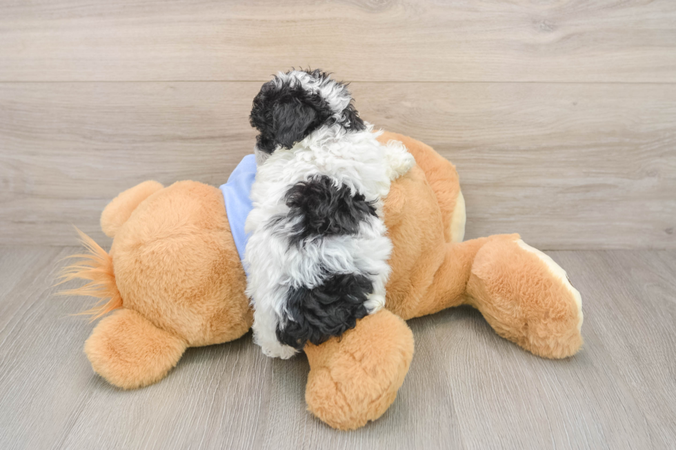 Energetic Pudel Purebred Puppy