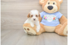 Little Poodle Baby