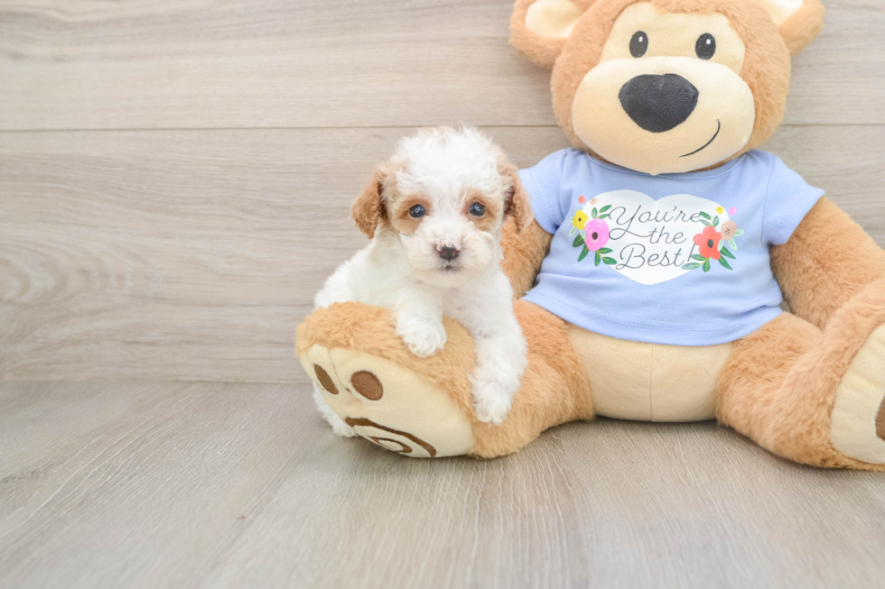 Little Poodle Baby